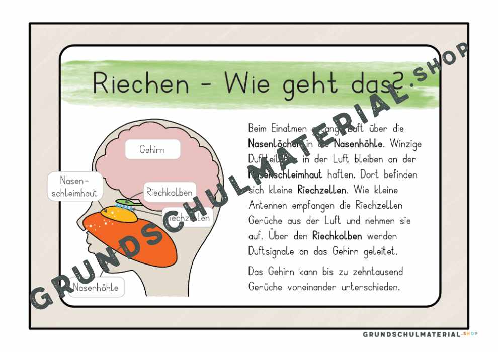 Materialpaket "Meine 5 Sinne"