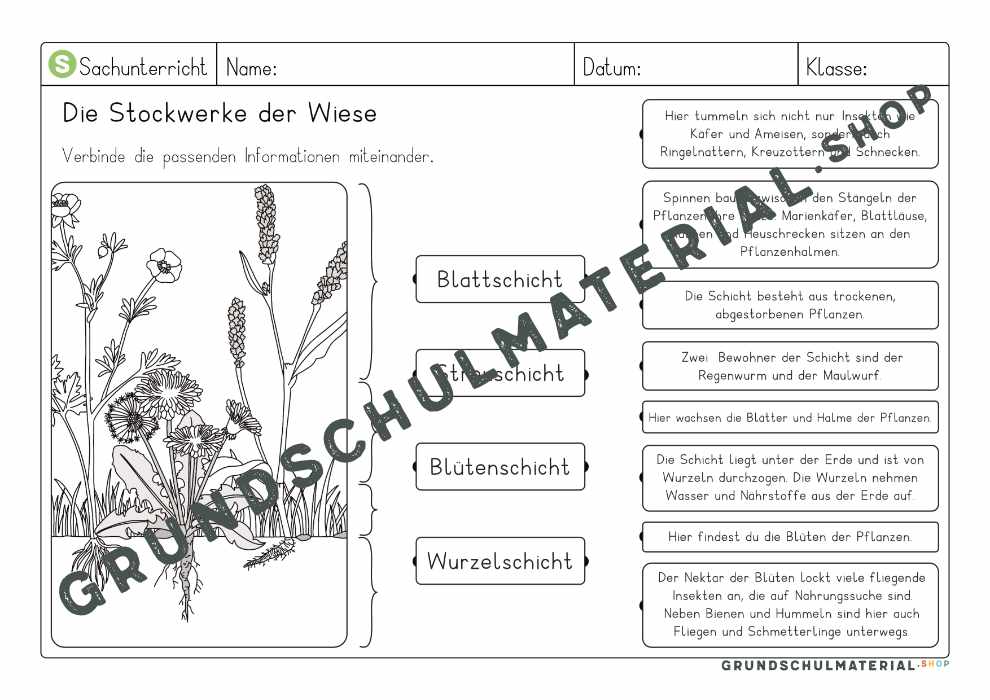Stockwerke der Wiese Arbeitsblatt