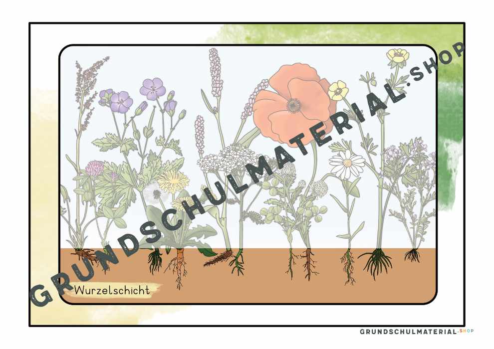 Materialpaket "Lebensraum Wiese"