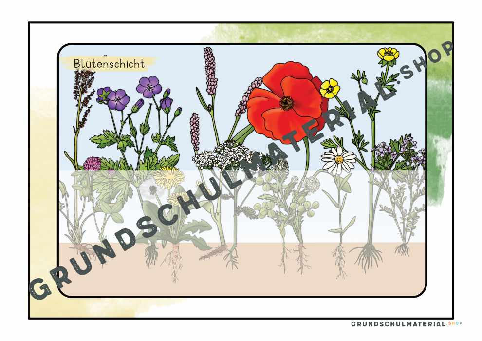 Materialpaket "Lebensraum Wiese"
