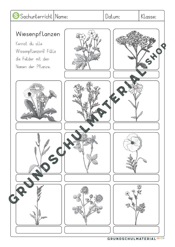 Wiesenpflanzen Arbeitsblatt