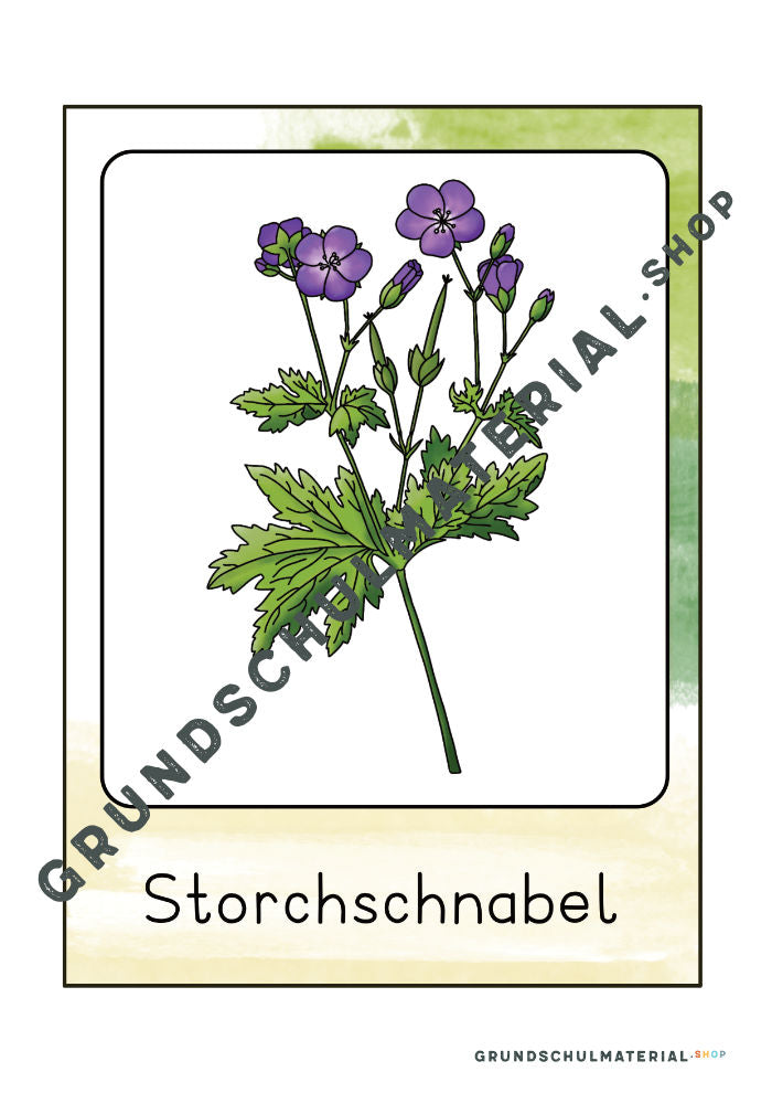 Wiesenblumen Bildkarten