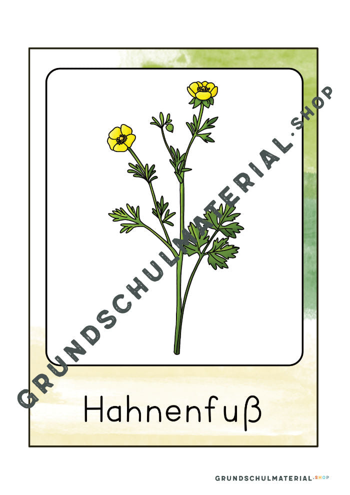 Materialpaket "Lebensraum Wiese"