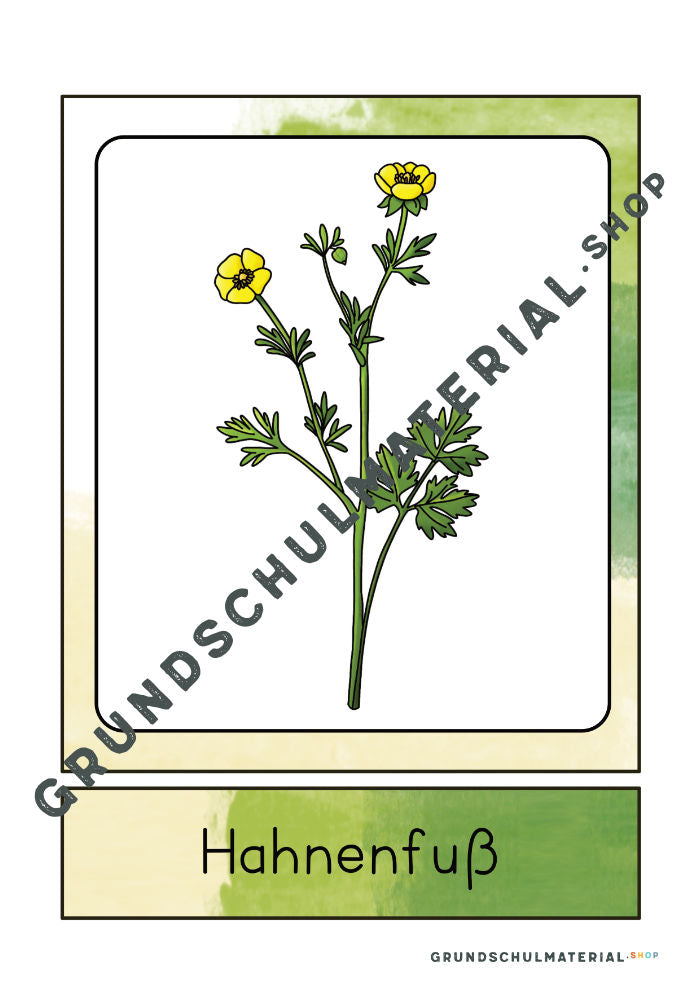 Materialpaket "Lebensraum Wiese"