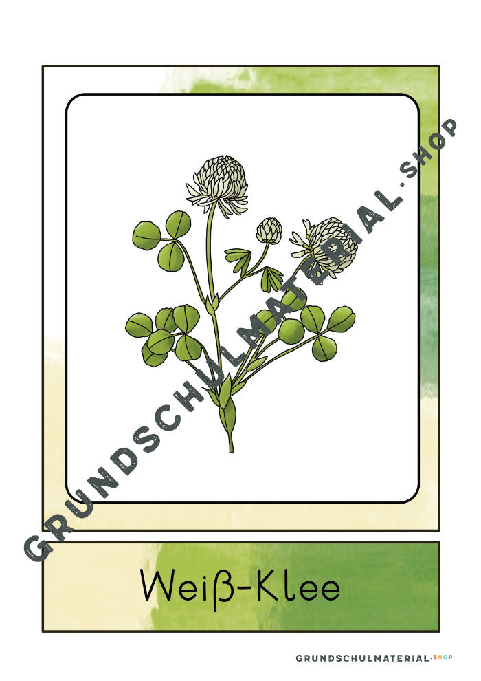 Materialpaket "Lebensraum Wiese"