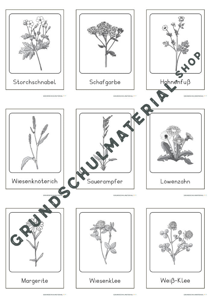 Wiesenblumen Bildkarten