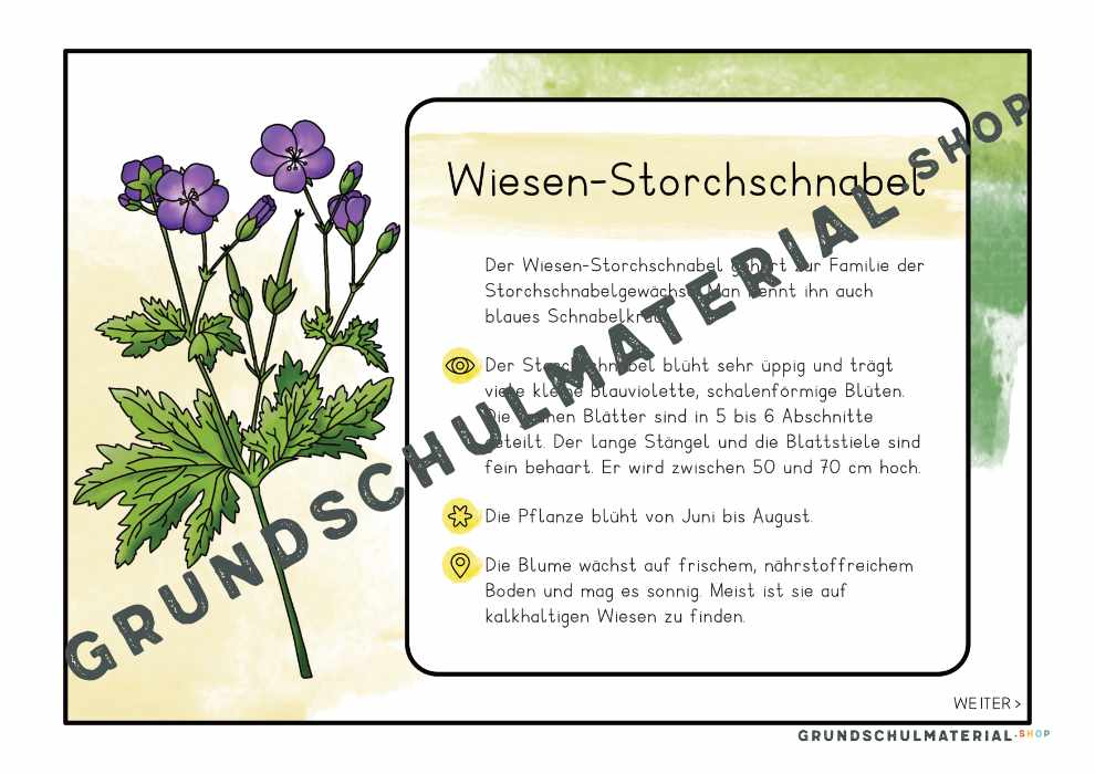 Materialpaket "Lebensraum Wiese"