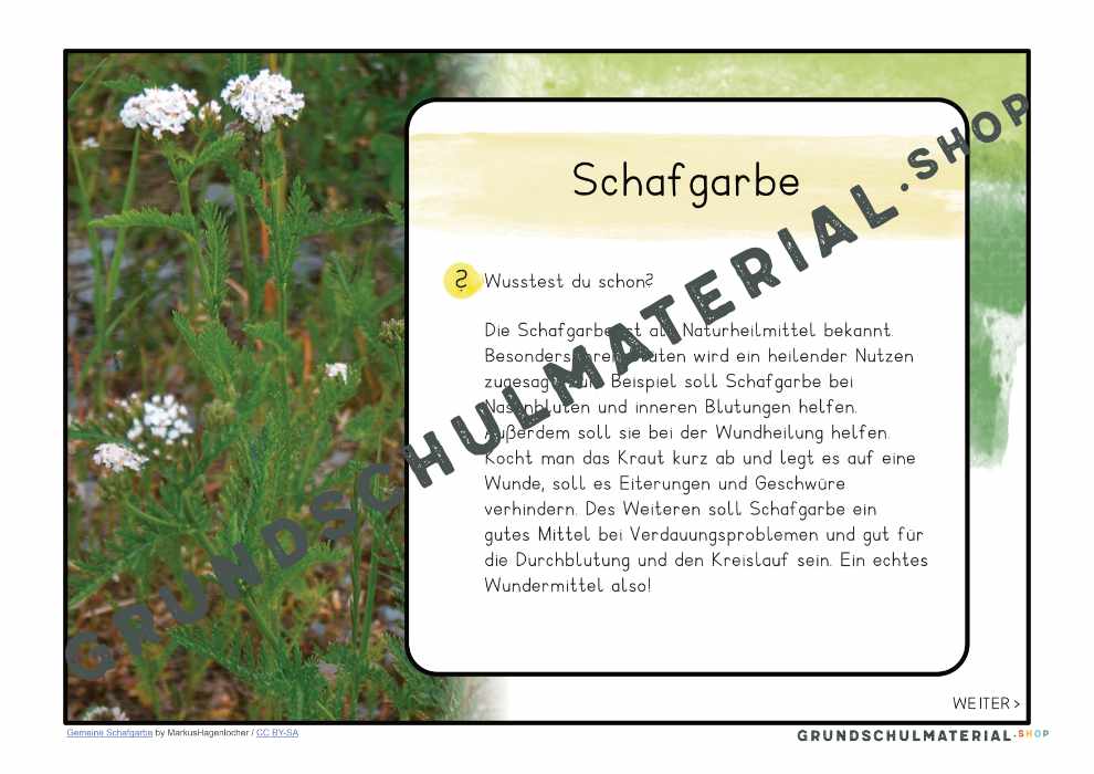 Materialpaket "Lebensraum Wiese"