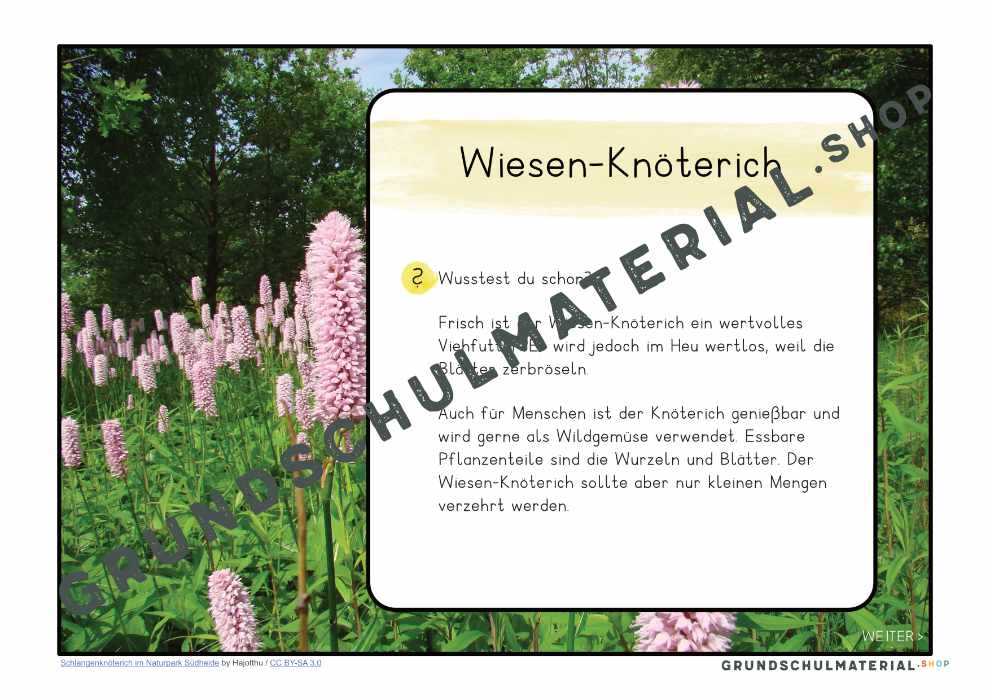 Materialpaket "Lebensraum Wiese"