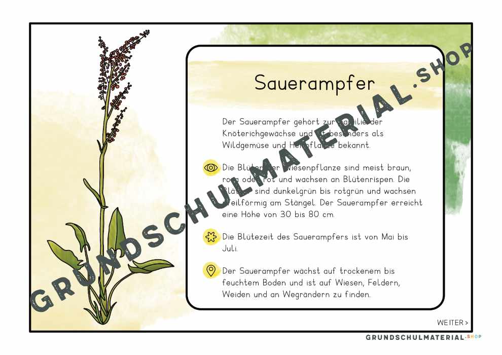 Materialpaket "Lebensraum Wiese"