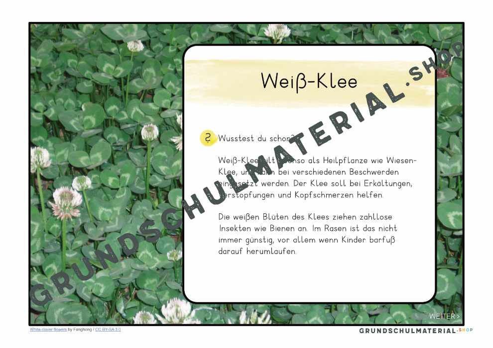 Materialpaket "Lebensraum Wiese"