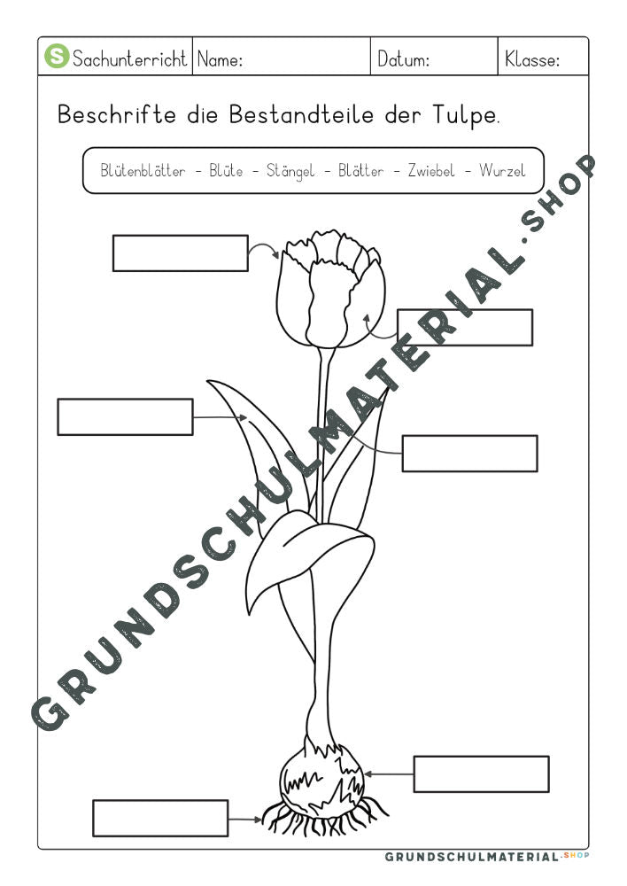 Arbeitsblätter Frühblüher Teile beschriften