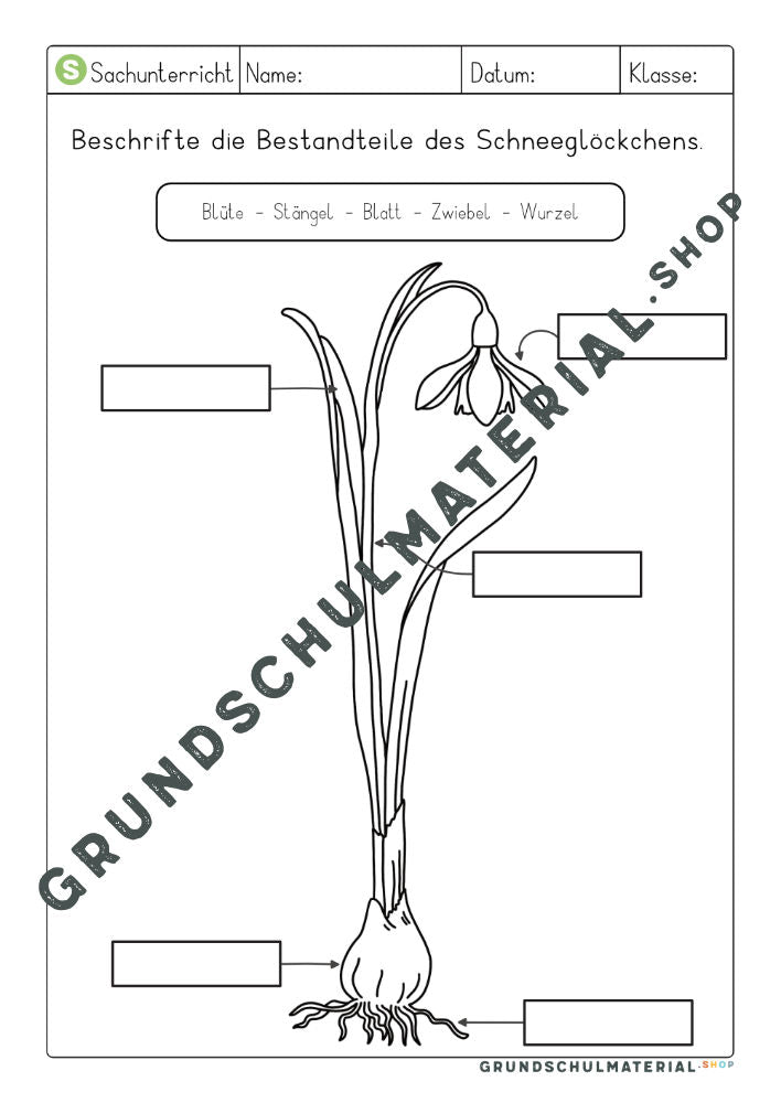 Materialpaket Frühblüher