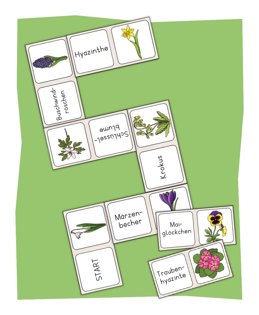 Frühblüher Domino
