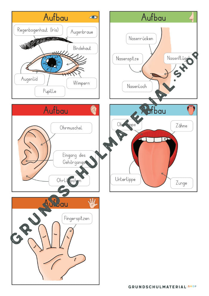 Materialpaket "Meine 5 Sinne"