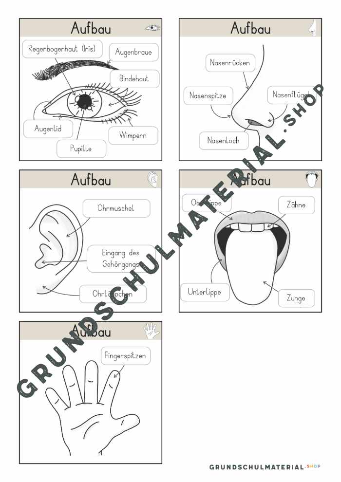 Materialpaket "Meine 5 Sinne"