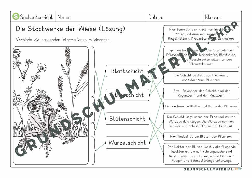 Materialpaket "Lebensraum Wiese"