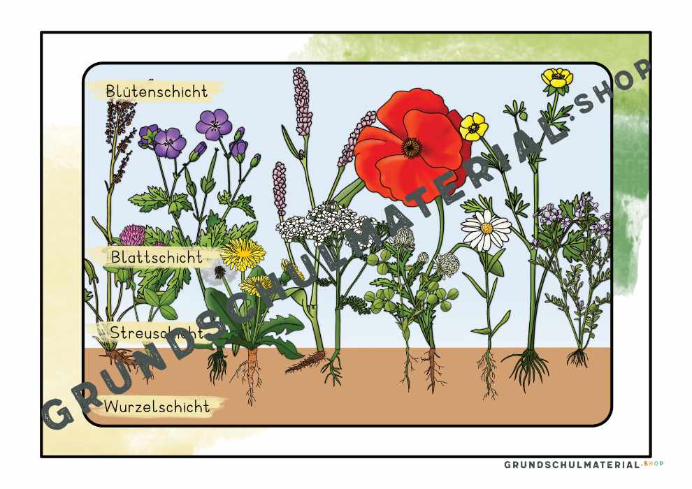 Materialpaket "Lebensraum Wiese"
