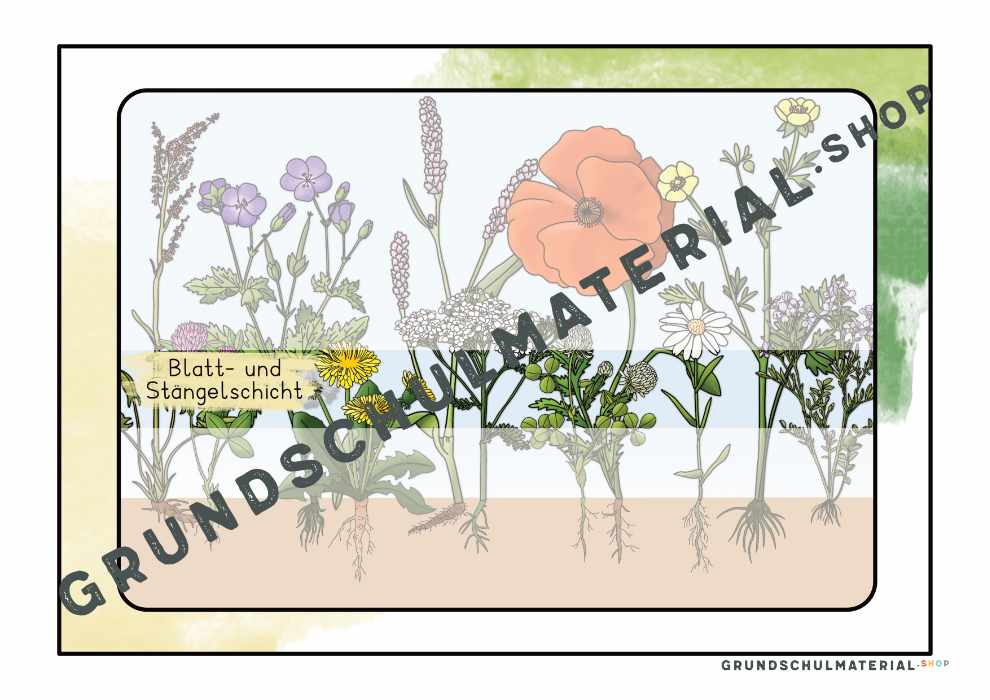 Materialpaket "Lebensraum Wiese"
