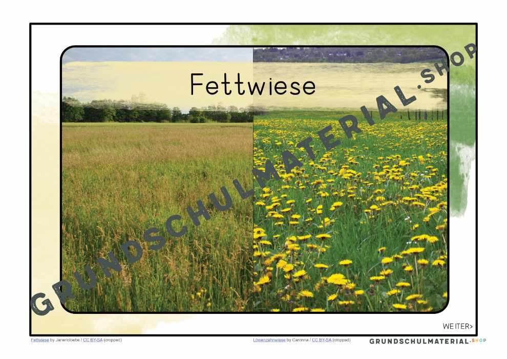 Materialpaket "Lebensraum Wiese"