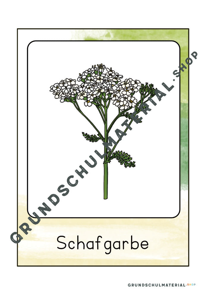 Materialpaket "Lebensraum Wiese"