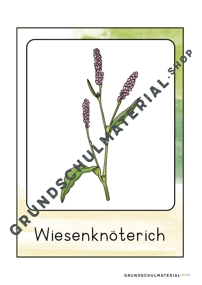 Materialpaket "Lebensraum Wiese"