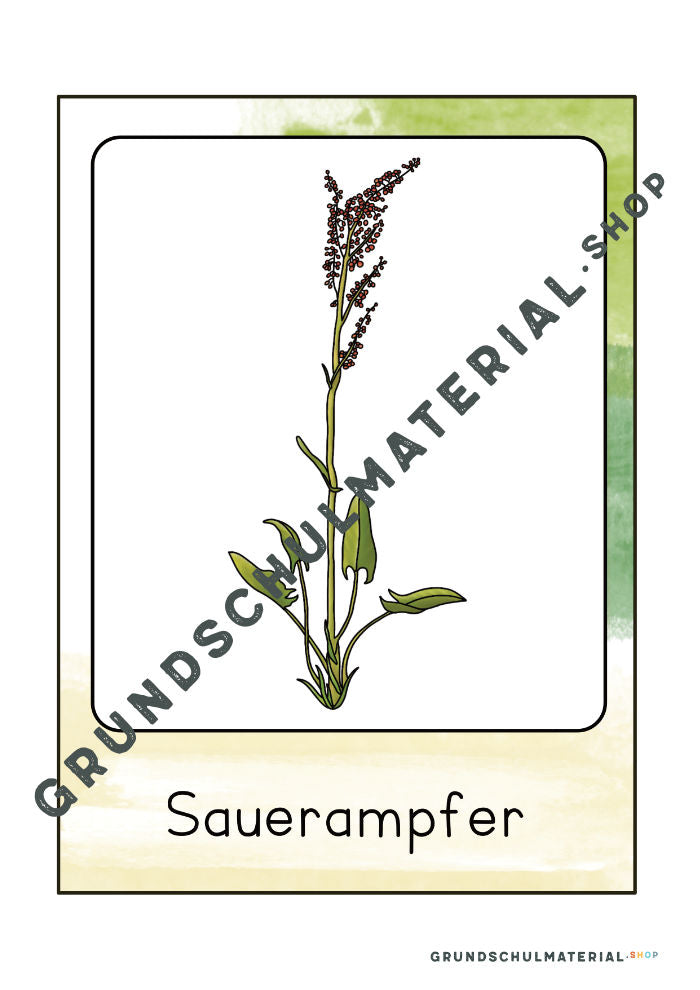 Materialpaket "Lebensraum Wiese"