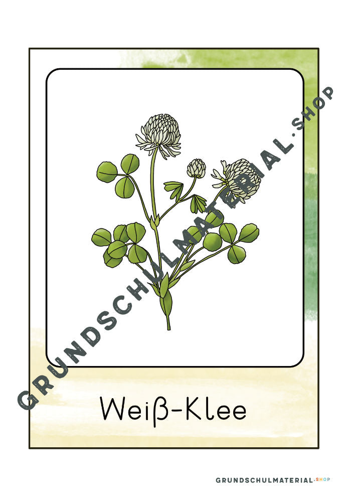 Materialpaket "Lebensraum Wiese"
