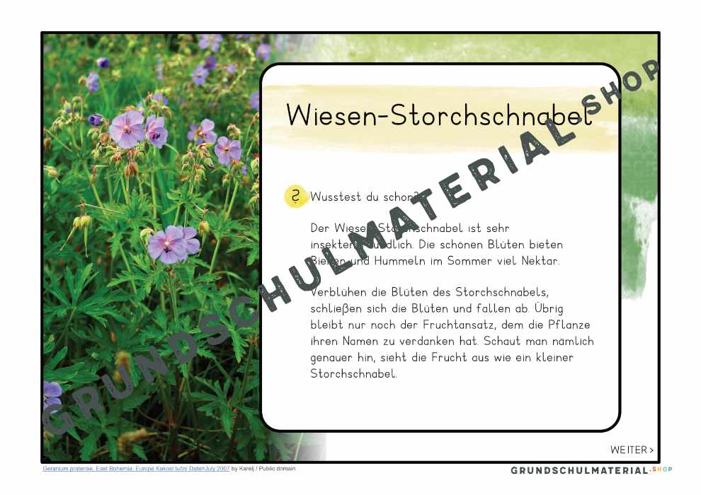 Materialpaket "Lebensraum Wiese"