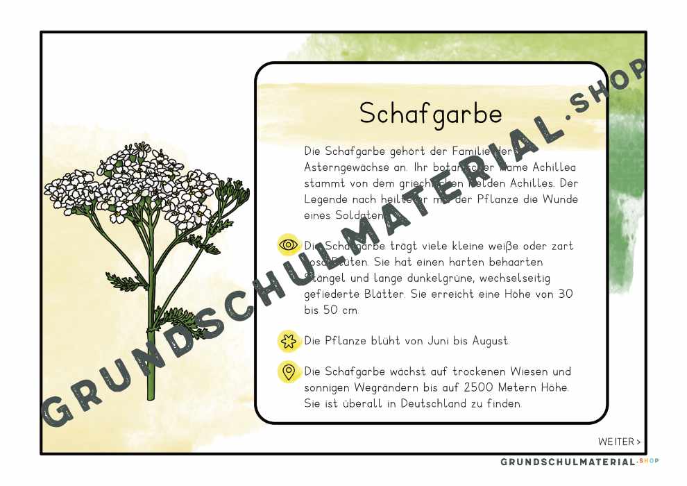 Materialpaket "Lebensraum Wiese"