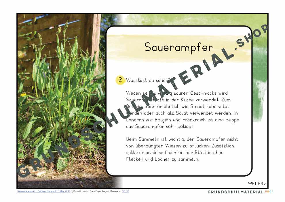 Materialpaket "Lebensraum Wiese"