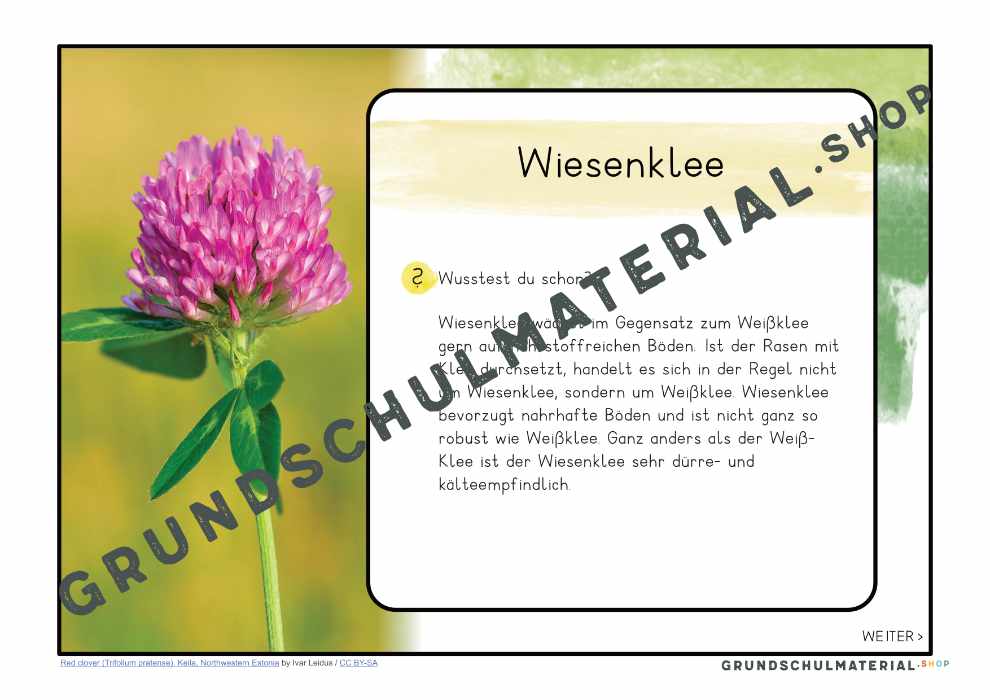 Materialpaket "Lebensraum Wiese"