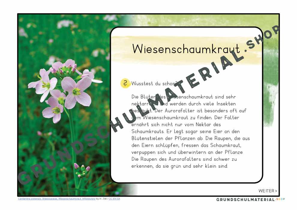 Materialpaket "Lebensraum Wiese"