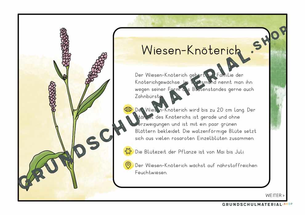 Wiesenblumen Interaktives PDF inkl. Quizfragen & Wissenskarten