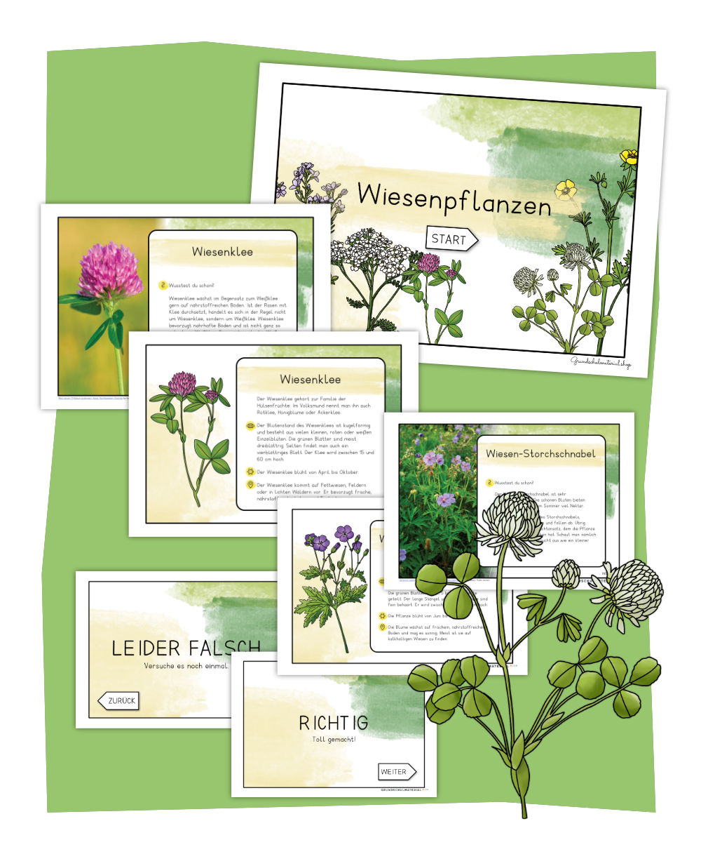 Wiesenblumen Interaktives PDF inkl. Quizfragen & Wissenskarten