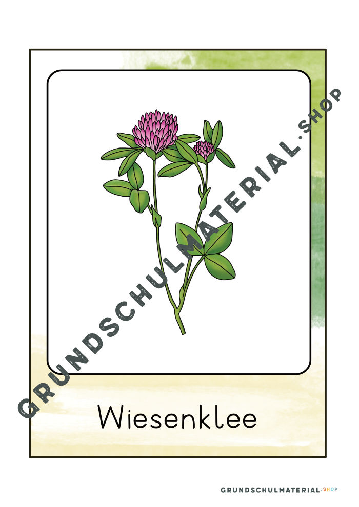 Wiesenblumen Bildkarten