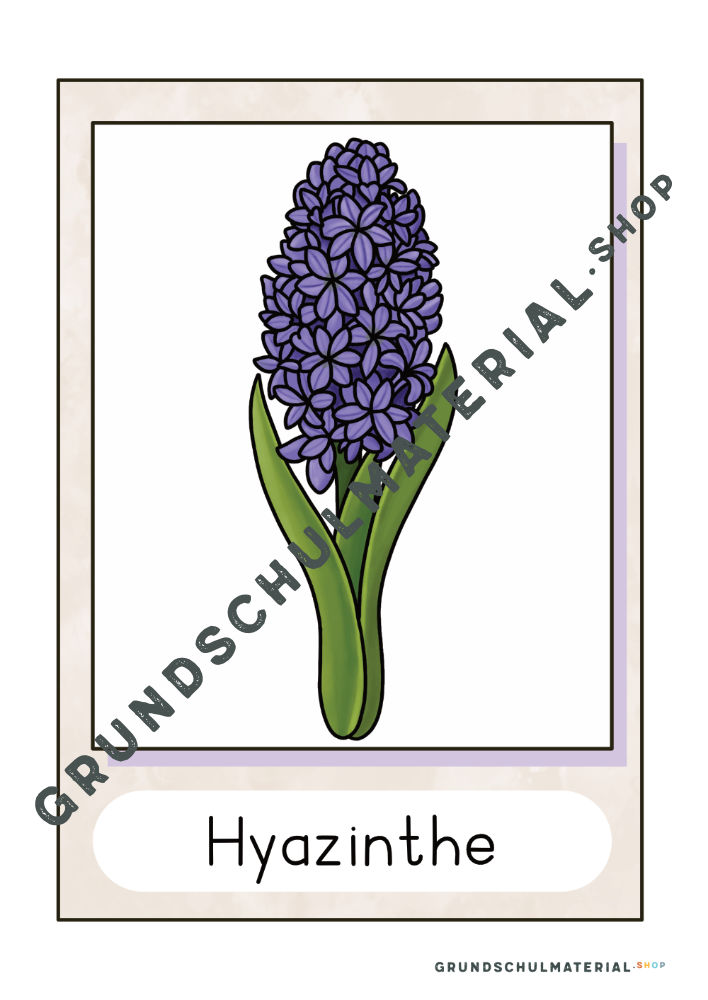 Frühblüher Bildkarten Hyazinthe