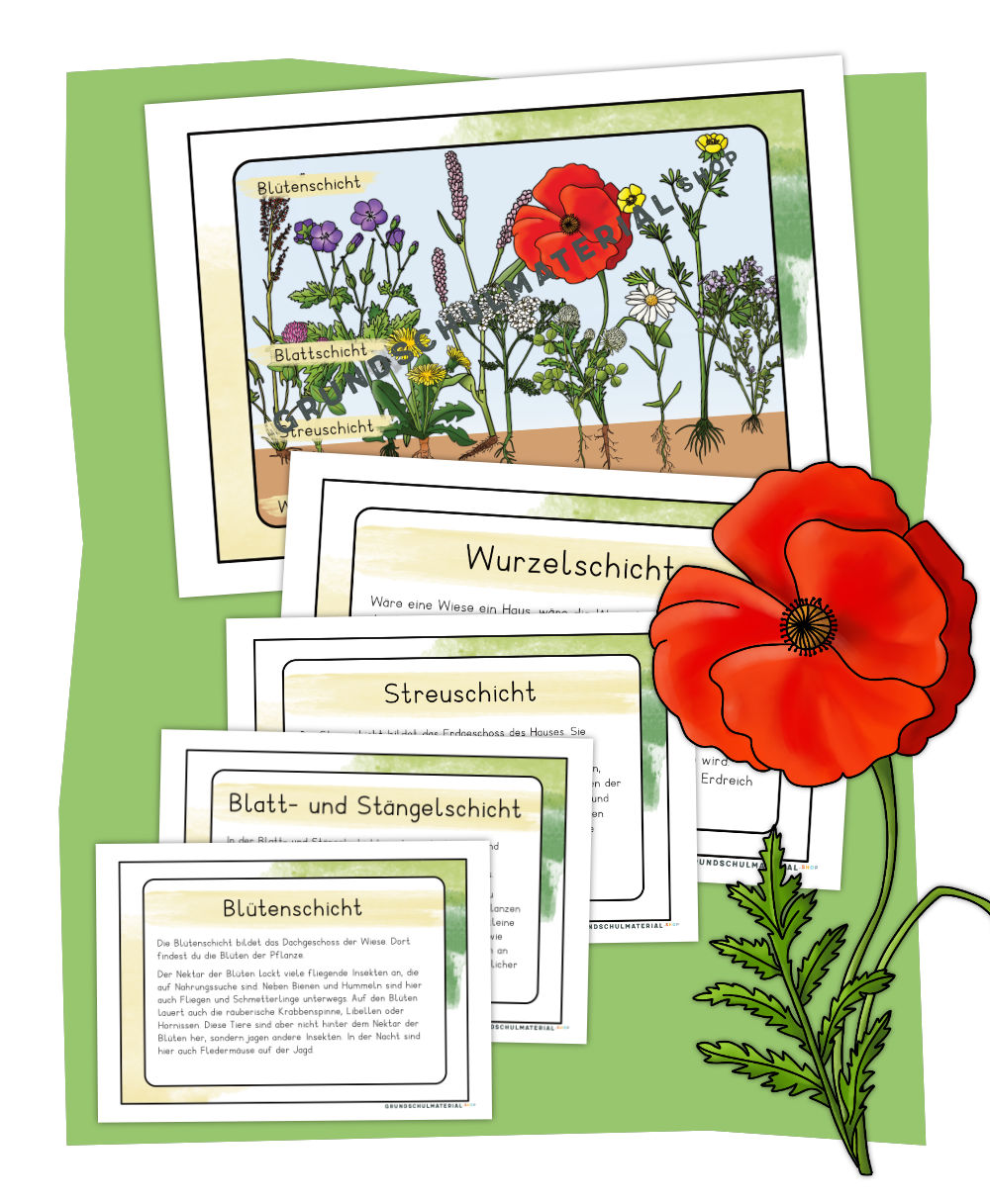 Stockwerke der Wiese Wissenskartei