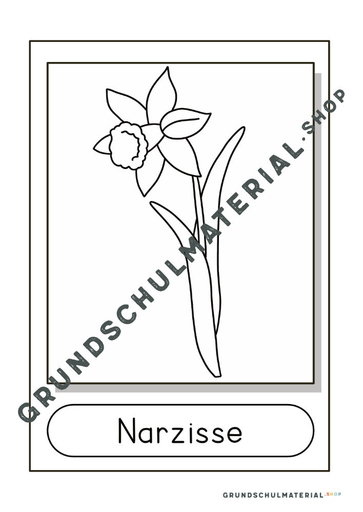 Frühblüher Bildkarten Narzisse schwarz/weiß