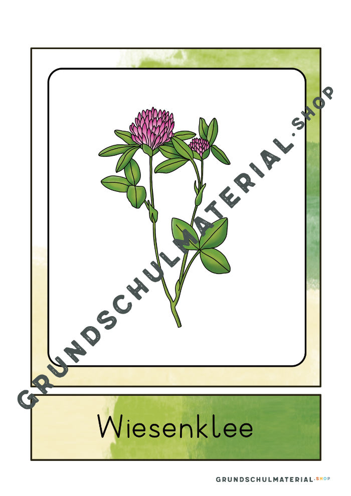 Wiesenblumen Bildkarten
